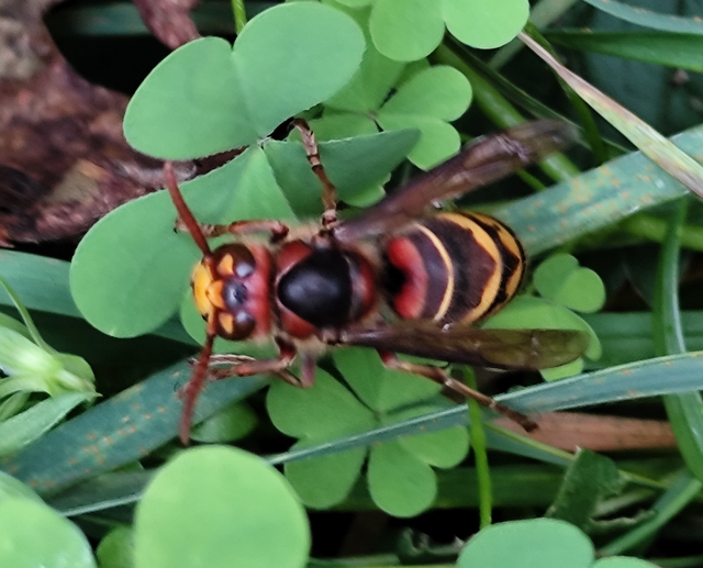 Vespa crabro - lódarázs