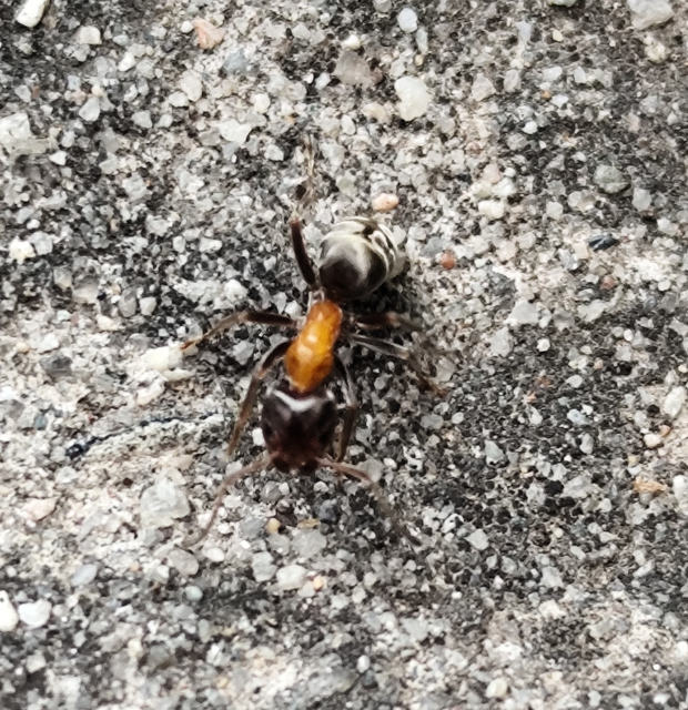 Liometopum microcephalum - tölgyfahangya