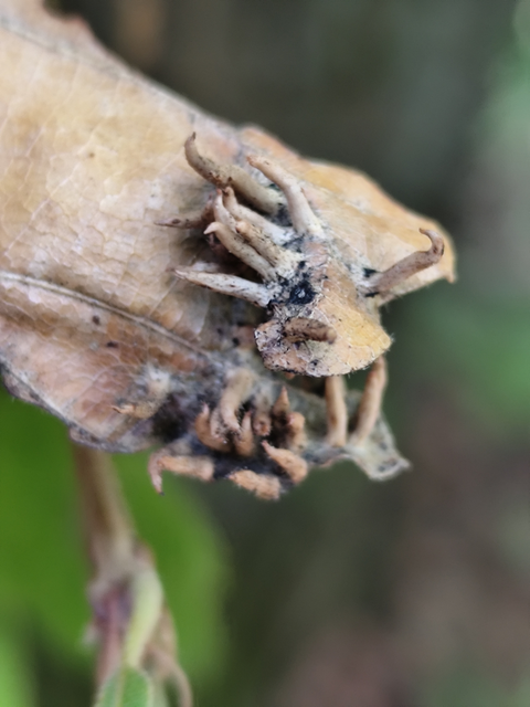 Contarinia subulifex