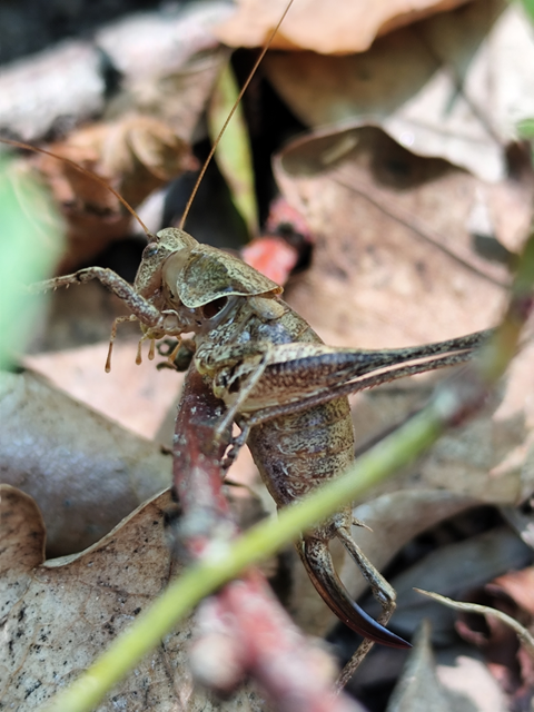 szürke avarszöcske - Pholidoptera griseoaptera