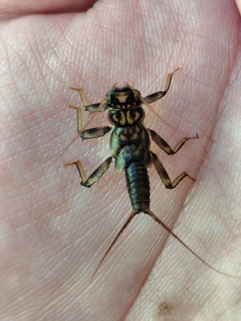 Perlidae