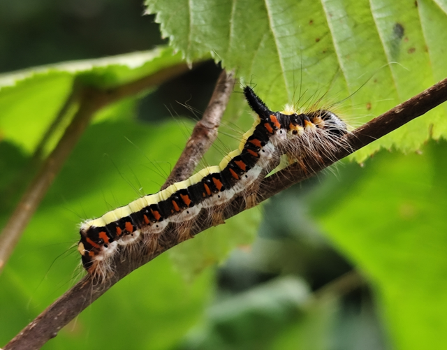 Acronicta psi - pszi-betűs szigonyosbagoly