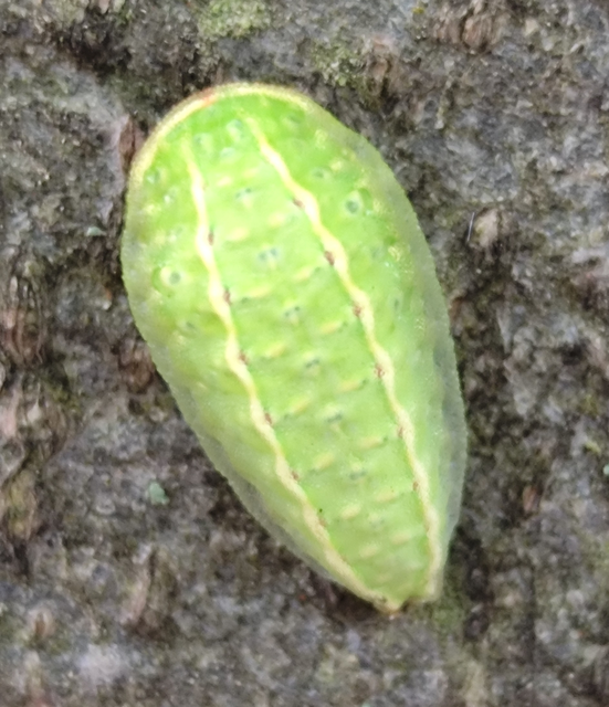 kagylólepke - Apoda limacodes