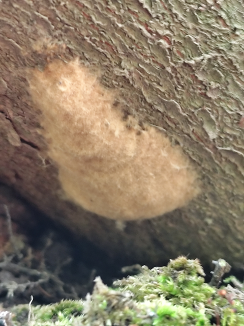 Lymantria dispar - gyapjaslepke