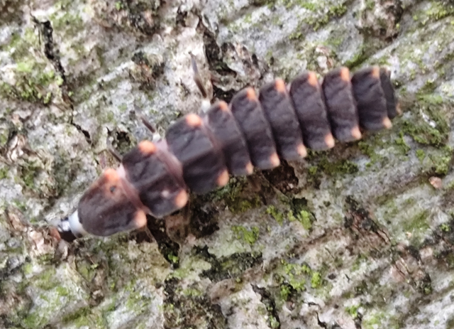 nagy szentjánosbogár - Lampyris noctiluca