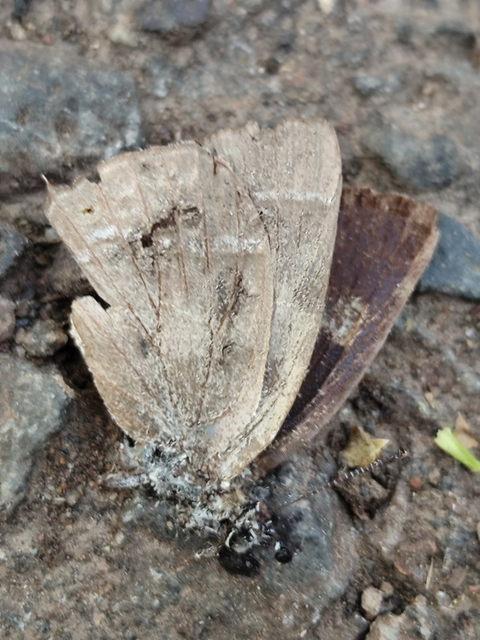 tölgyfalepke - Neozephyrus quercus