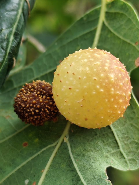 Cynips quercusfolii - golyógubacsdarázs