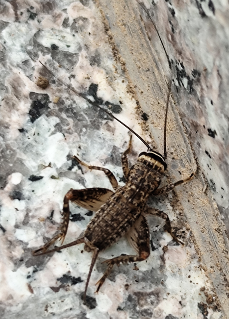 házi tücsök - Acheta domesticus