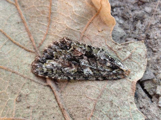 változékony tölgybagoly - Dryobotodes eremita