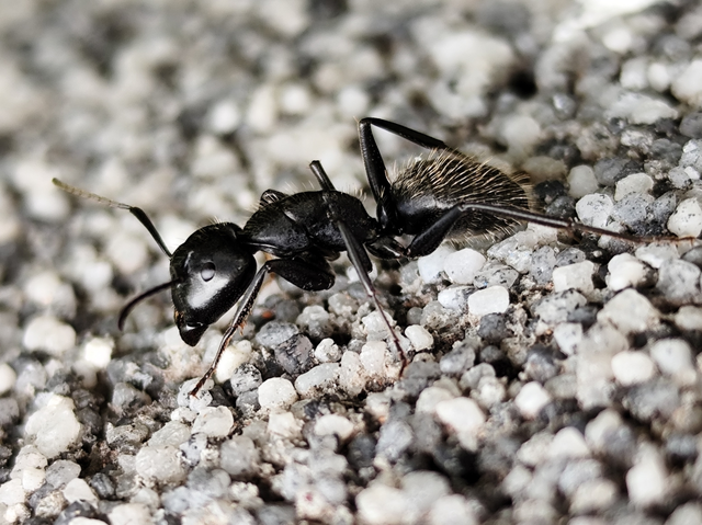 Camponotus vagus - fekete lóhangya