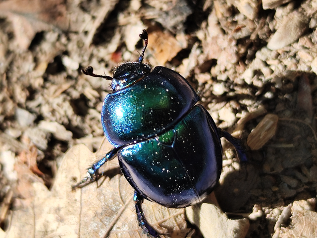 tavaszi álganéjtúró - Trypocopris vernalis