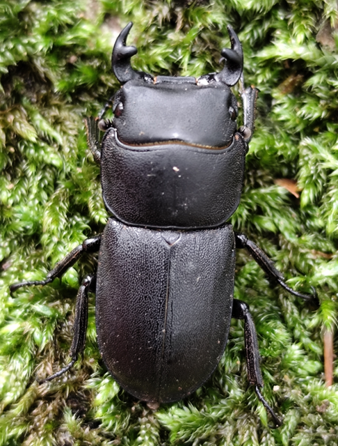 Dorcus parallelipipedus - kis szarvasbogár