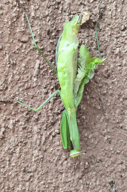 Mantis religiosa - imádkozósáska