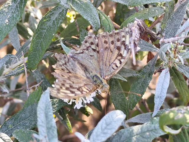 zöldes gyöngyházlepke - Argynnis pandora