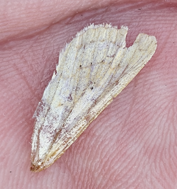 sárga rétibagoly - Mythimna vitellina