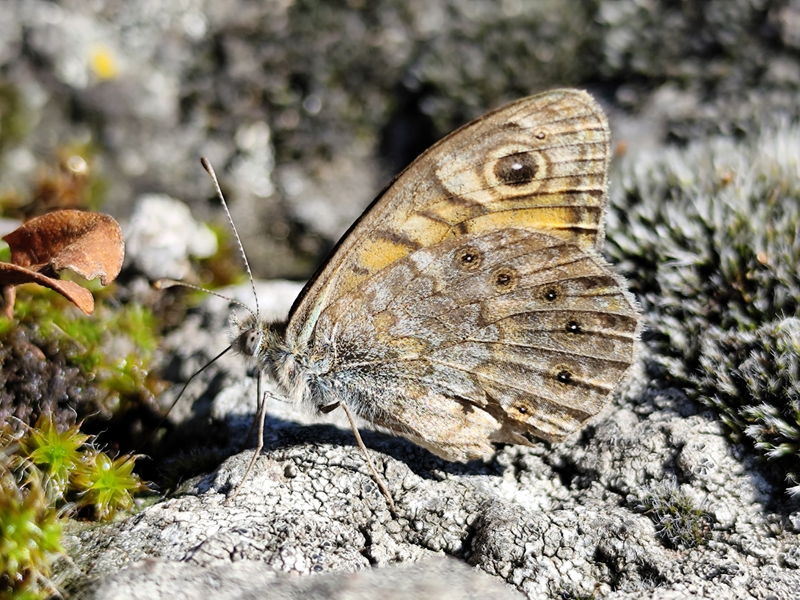 Lasiommata megera - vörös szemeslepke