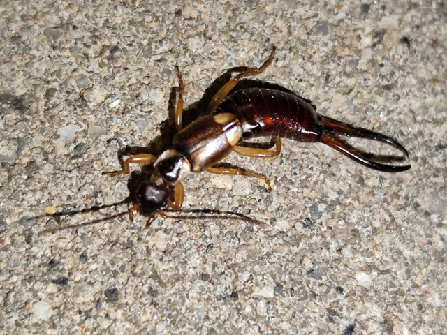 Forficula auricularia - közönséges fülbemászó