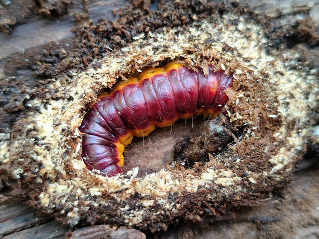 fűzfarontólepke - Cossus cossus