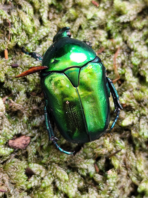 smaragdzöld virágbogár - Protaetia affinis