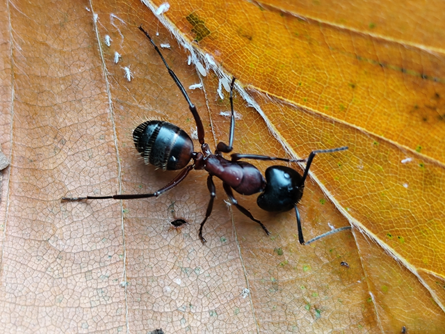 Camponotus ligniperda - faodvasító lóhangya