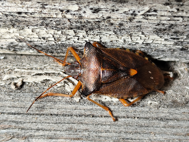 vöröslábú címerespoloska - Pentatoma rufipes