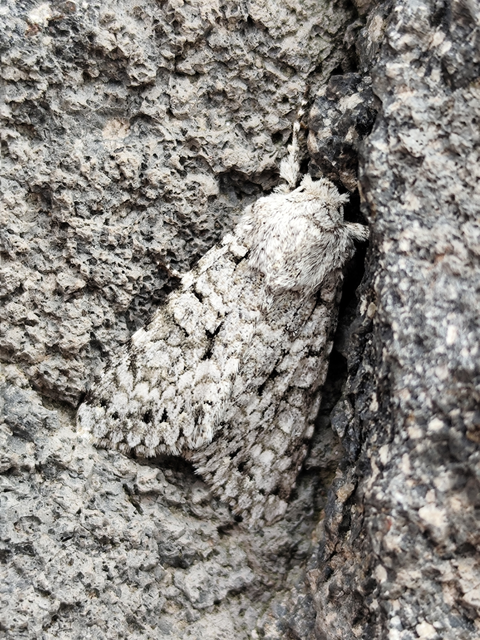 fehér őszibagoly - Antitype chi