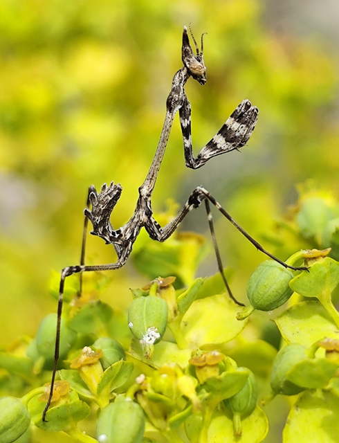 Empusa fasciata