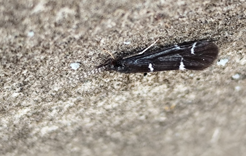 Athripsodes albifrons