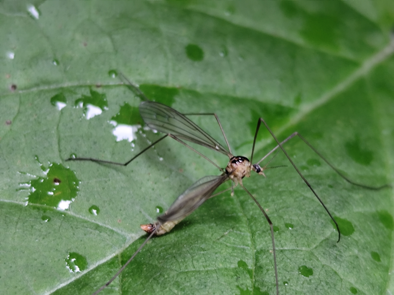 Diogma glabrata