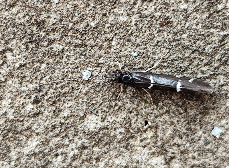 Athripsodes albifrons
