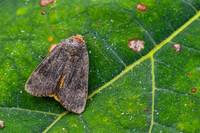 Noctua interposita - köztes sárgafűbagoly