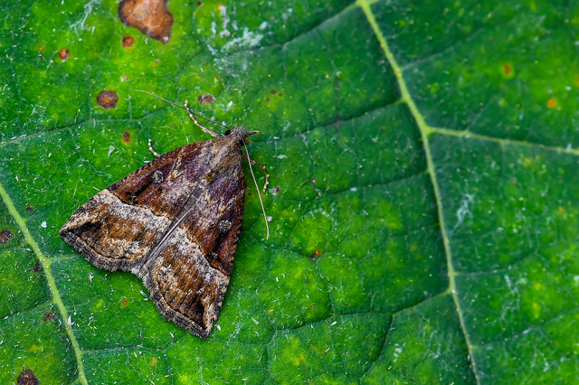 Hypena rostralis - közönséges karcsúbagoly