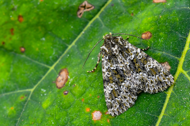 Polymixis polymita - kankalin-tarkabagoly