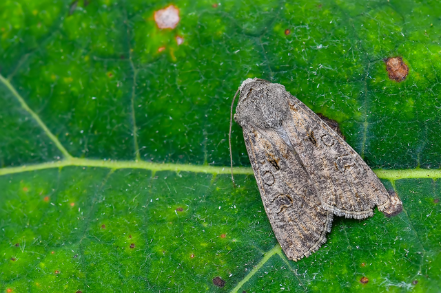 Agrotis segetum - vetési földibagoly