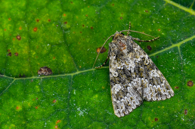 Polymixis polymita - kankalin-tarkabagoly