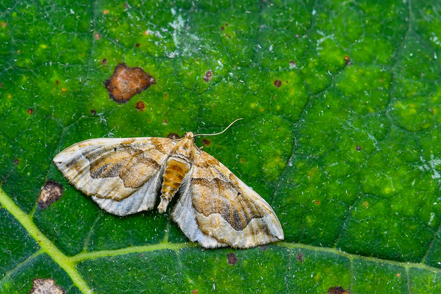 Pelurga comitata - nagy tarkaaraszoló