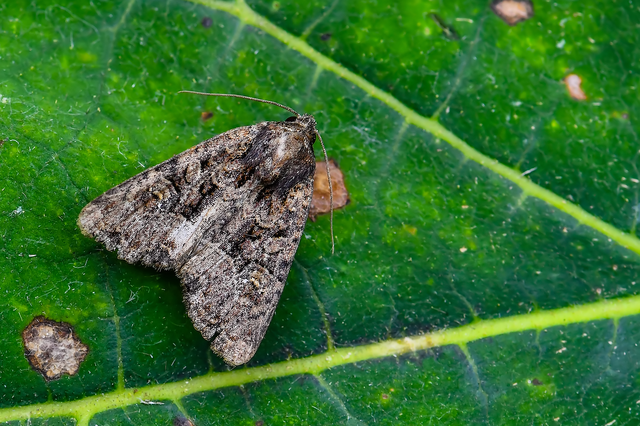 Mesapamea secalella/secalis