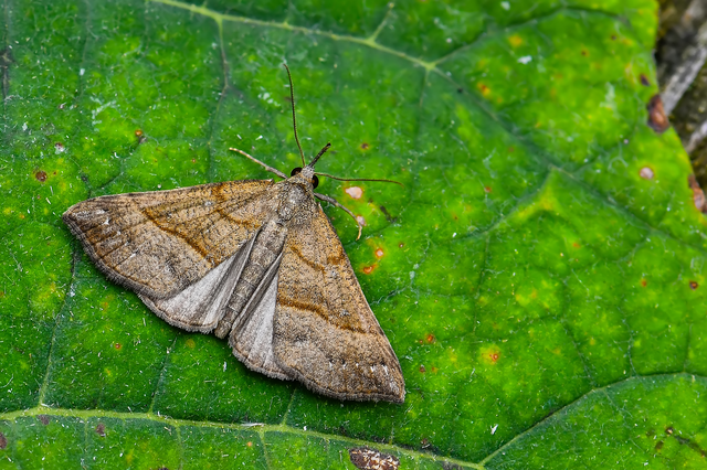 Hypena proboscidalis - ormányos karcsúbagoly