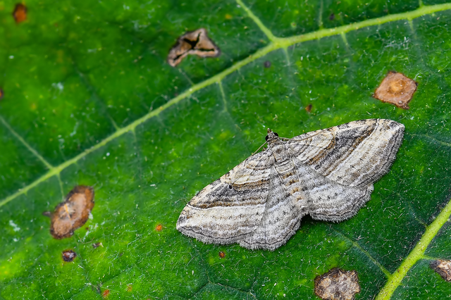 Costaconvexa polygrammata - soksávú araszoló