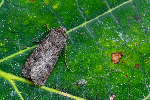Agrotis segetum - vetési földibagoly