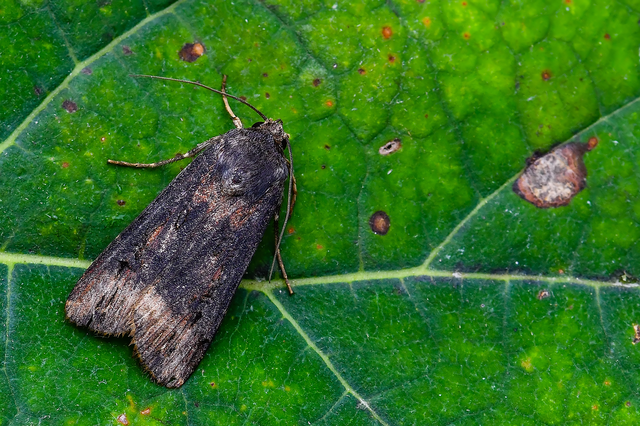 Agrotis ipsilon - nagy földibagoly