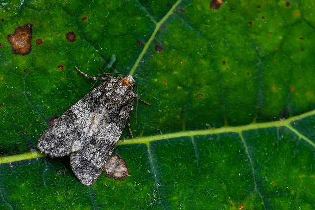 Acronicta rumicis - sóska-szigonyosbagoly Acronicta rumicis - sóska-szigonyosbagoly