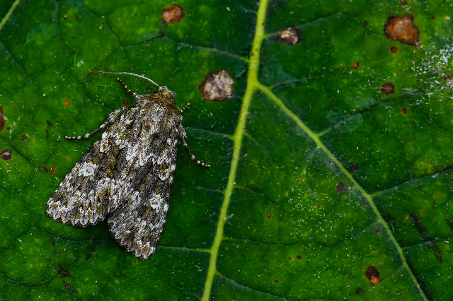 Polymixis polymita - kankalin-tarkabagoly