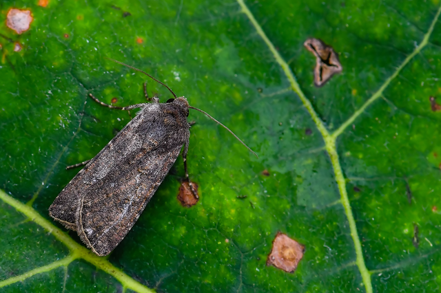 Agrotis segetum - vetési földibagoly