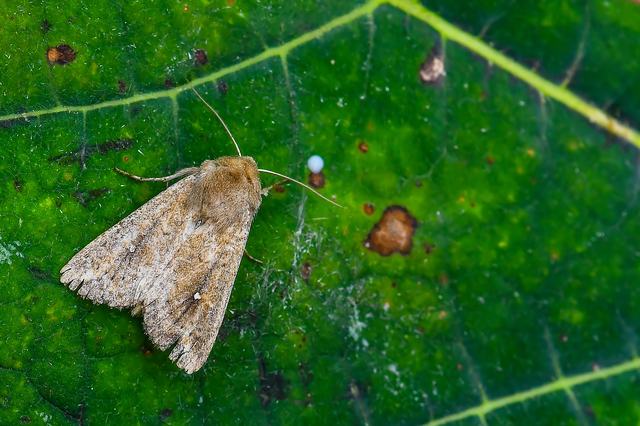 Mythimna albipuncta - fehérpettyes rétibagoly