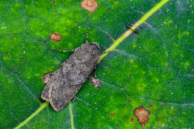 Agrotis segetum - vetési földibagoly