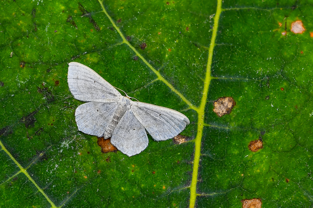 Scopula nigropunctata - feketepettyes araszoló