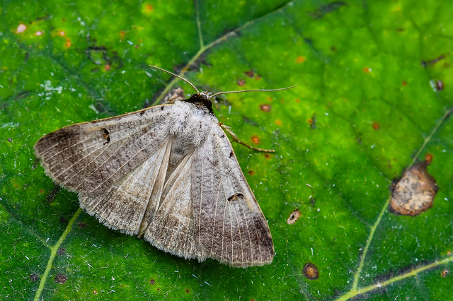 Lygephila craccae - gyakori csüdfűbagoly