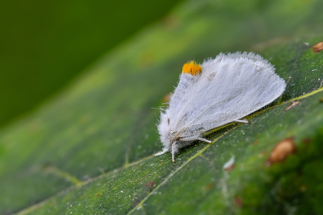 Sphrageidus similis - sárgafarú szövő