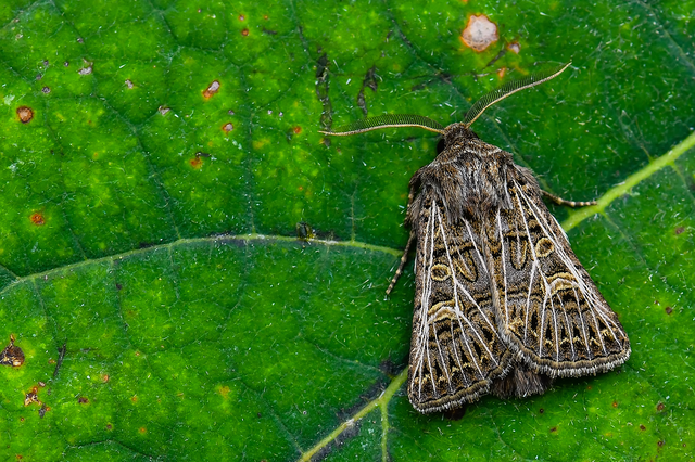 Tholera decimalis - közönséges fésűsbagoly